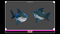 Meshtint 3d model unity low poly game creature monster evolution Pokemon turtle shark fish octopus
