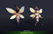Nymph Fairy 1.4 Mesh Tint Shop3DSA Unity3D Game Low Poly Download 3D Model