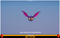 Polygonal - One Eyed Bat Mesh Tint Shop3DSA Unity3D Game Low Poly Download 3D Model