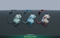 Cold Creatures Pack 1.1 Mesh Tint Shop3DSA Unity3D Game Low Poly Download 3D Model